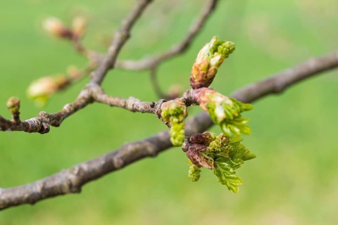 The buds of the oak (quercus) open and leaves and flowers unfurl in spring, Saxony, Germany, Europe