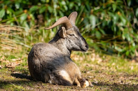 Bharal (Pseudois nayaur), lying on a meadow on a sunny day in spring, captive, Germany, Europe
