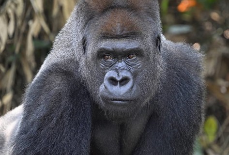 Western lowland gorilla (Gorilla gorilla gorilla), portrait, Réserve Lésio-Louna nature reserve,