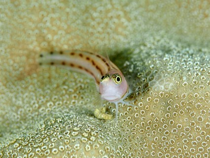 A small three-striped blenny (Ecsenius trilineatus), blenny, camouflages itself perfectly in its