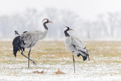 Common crane (Grus grus), also Eurasian crane, migratory bird, resting bird, breeding bird, pair,