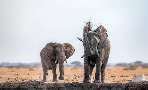 African elephant (Loxodonta africana), two elephants, bathing at the waterhole, spraying water from