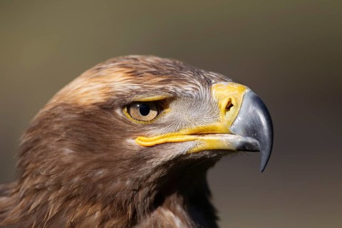 Steppe eagle (Aquila nipalensis) adult bird of prey head portrait, England, United Kingdom, Europe