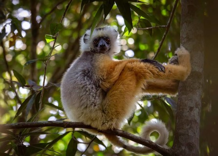 Diademed sifaka (propithecus diadema) in the rainforests of Analamazaotra National Park in eastern