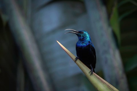 Male sunbird in the rainforests of Analamazaotra National Park in eastern Madagascar