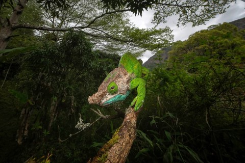 Oshaugnessi chameleon male (Calumma OPshaughnessyi) in the rainforests of Ranomafana National Park