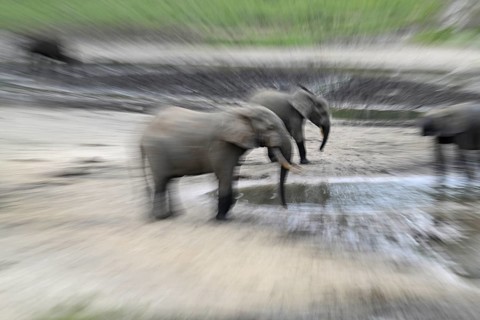 Forest elephants (Loxodonta cyclotis) in the Dzanga Bai forest clearing, illegal hunting, poaching,