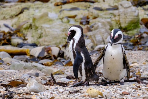African penguin, penguin, Stony Point Penguin Colony, Bettys Bay, Garden Route, Western Cape, South