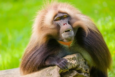 Portrait of an adult male Gelada (Theropithecus gelada), or bleeding-heart monkey, resting on a