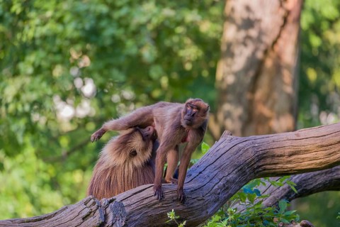 One adult male and one adult female Gelada (Theropithecus gelada), or bleeding-heart monkey sitting