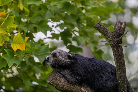 One binturong (Arctictis binturong), or bearcat balancing over branches framed by green leafs