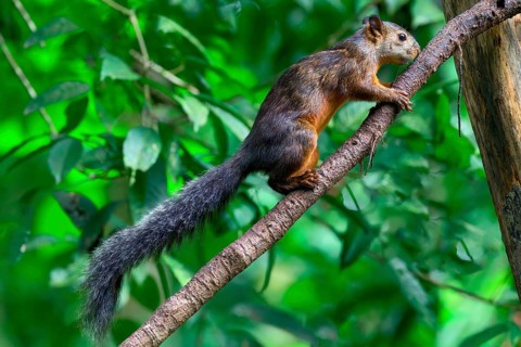 Variegated squirrel (Sciurus variegatoides) climbing on a branch, Costa Rica, Central America
