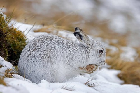 Mountain hare, alpine hare, snow hare (Lepus timidus) in white winter pelage grooming fur in late