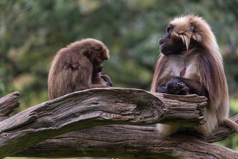 Family of Gelada (Theropithecus gelada), or bleeding-heart monkey with a male, female and baby. A