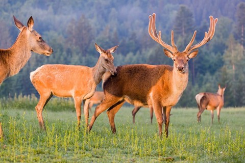 An Altai maral hind, Altai wapiti or Altai elk (Cervus canadensis sibiricus) rides up on a stag and