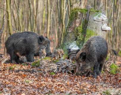 Wild boar, wild boar (Sus scrofa), bucks with young boars foraging in the forest, Germany, Europe