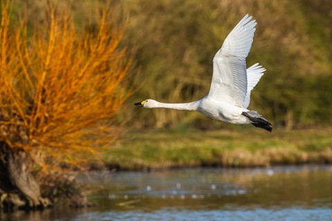 Tundra Swan, Bewick's Swan, Cygnus columbianus in flight at winter in Slimbridge, England, United