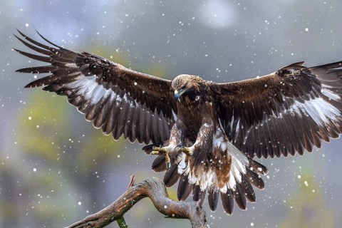 European golden eagle (Aquila chrysaetos chrysaetos) juvenile landing on branch in moorland,