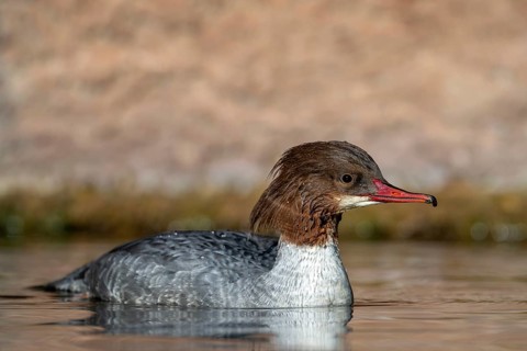 Goosander (Mergus merganser), female, swimming at the water's edge, captive, Alpine Zoo, Innsbruck,