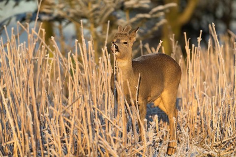 Roe deer standing in hoar frosted dead stinging nettle at minus 15 °C at sunrise. Licking off the