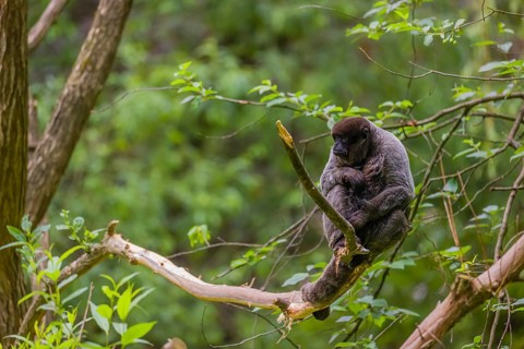 A common woolly monkey, brown woolly monkey, or Humboldt's woolly monkey (Lagothrix lagothricha)