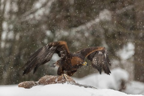 One golden eagle (Aquila chrysaetos) sitting on a carcass of a red fox on a snowy meadow during