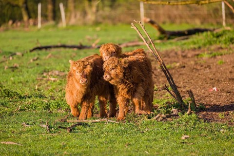 Three Highland calves (Bos primigenius) taurus) stand on a pasture