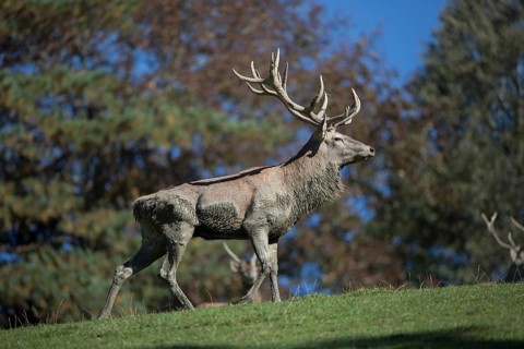 Red Deer stag at the rutting season, mud covered.. Sky in background.. With trees in background