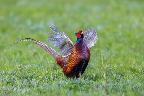 Common pheasant (Phasianus colchicus) male, cock displaying by flapping wings in field during the