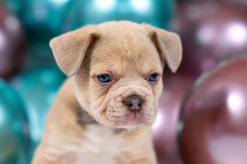 Portrait of 6 weeks old healthy cream colored French Bulldog dog puppy with colorful balloons in