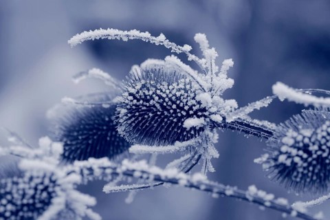 Wild teasel (Dipsacus fullonum), dried inflorescences with hoarfrost, monochrome North