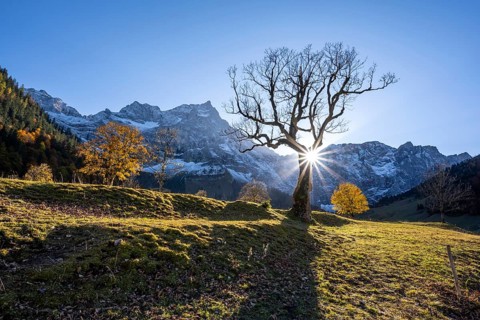 Sycamore without leaves with sun star, Großer Ahornboden in autumn, behind rocky mountain peaks