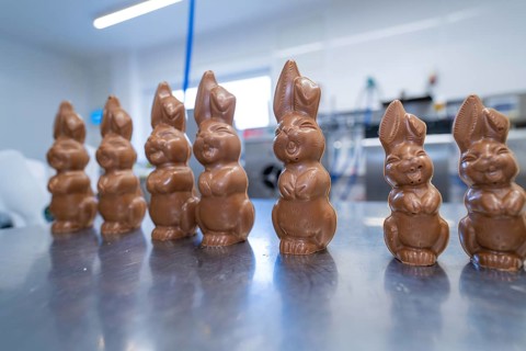 Row of chocolate bunnies on a metal table in a kitchen environment, Easter baking and chocolate