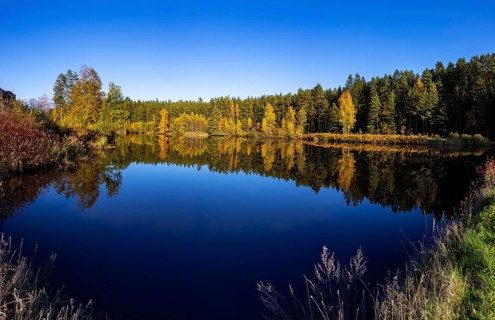 Autumn coloured birch trees on the shore of a fish pond near Neu Nagelberg, Gmünd, Waldviertel,