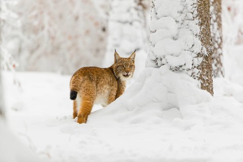 One young male Eurasian lynx, (Lynx lynx), walking through deep snow covered undergrowth in a