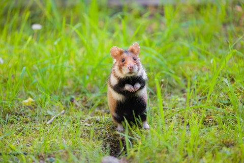 A European hamster (Cricetus cricetus), Eurasian hamster, black-bellied hamster or common hamster,