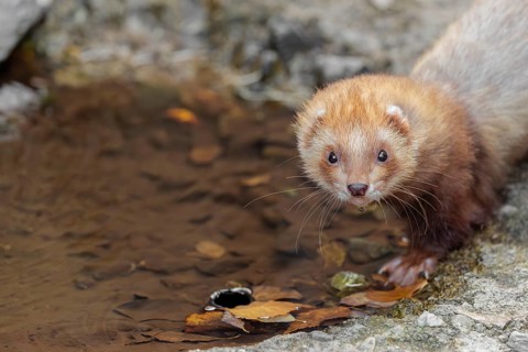A female ferret (Mustela putorius furo) drinking from a little pond in a garden