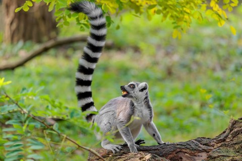 A ring-tailed lemur (Lemur catta) sits on a rotten tree lying on the ground and eats a fruit