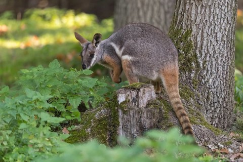 One yellow-footed rock-wallaby (Petrogale xanthopus), or ring-tailed wallaby sitting on grass