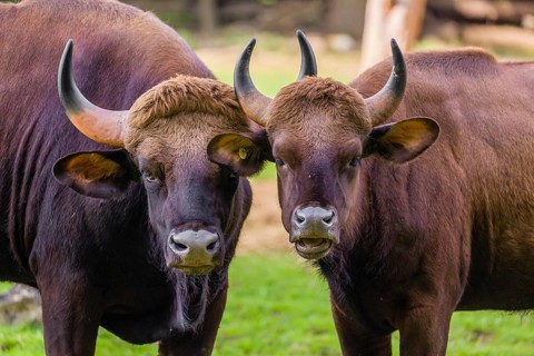 A male and a female Gaur (Bos gaurus gaurus) stand side by side on a green meadow