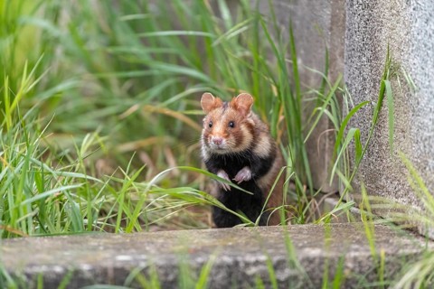 One European hamster (Cricetus cricetus), Eurasian hamster, black-bellied hamster or common
