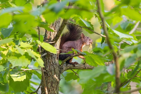 A  squirrel or Eurasian  squirrel (Sciurus vulgaris) eats from a Corylus colurna