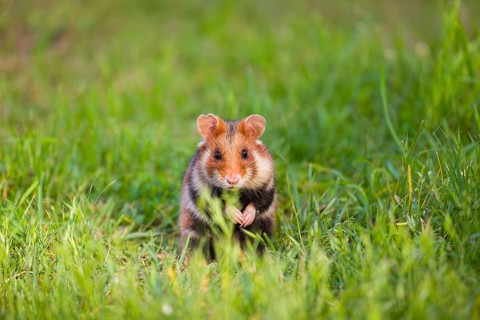 A European hamster (Cricetus cricetus), Eurasian hamster, black-bellied hamster or common hamster,