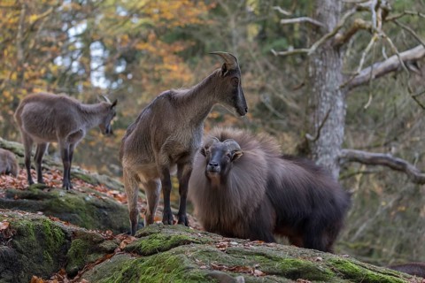 One female and one male Himalayan Tahr (Hemitragus jemlahicus) standing in a forest. Green and