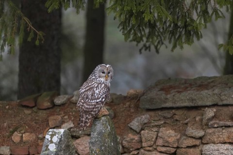 One Ural owl (Strix uralensis) sitting on a old jewish gravestone with a natural stone masonry and