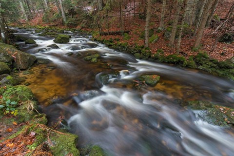 Kleine Ohe creek below Waldhaeuser village in the Bavarian Forest Nationalpark. Flowing water and