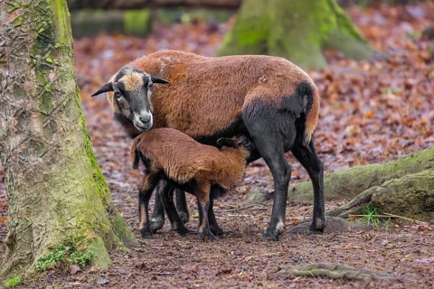 A female Cameroon or Cameroon Dwarf sheep, Ovis gmelini aries, suckling her lamb in a forest
