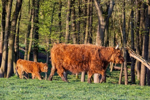 A Highland cow (Bos primigenius taurus) and her calf walk along a forest edge