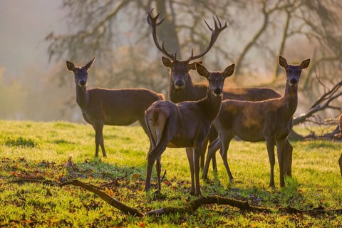 A herd of red deer hind and a stag (Cervus elaphus) stand backlit on a meadow. Early morning light
