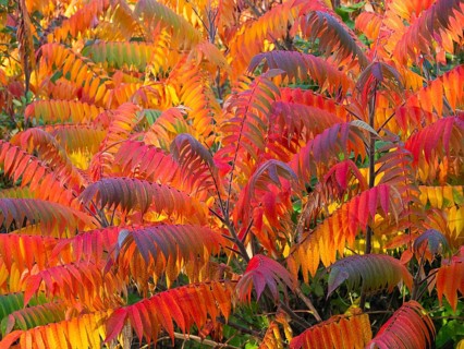 Stag's horn sumach (Rhus typhina), leaves in autumn colour, Hessen, Germany, Europe
